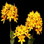 Epidendrum Yellow B S